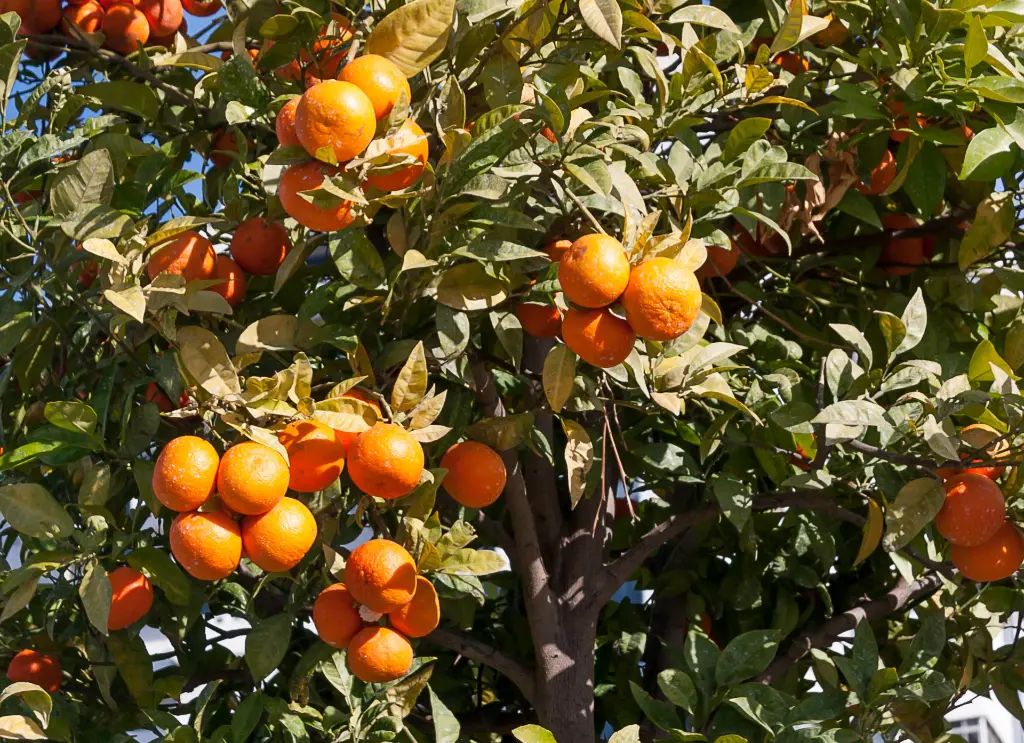 甜橙 (1).webp