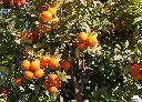 甜橙 (1).webp
