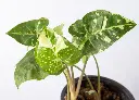 白蝴蝶 (2).webp