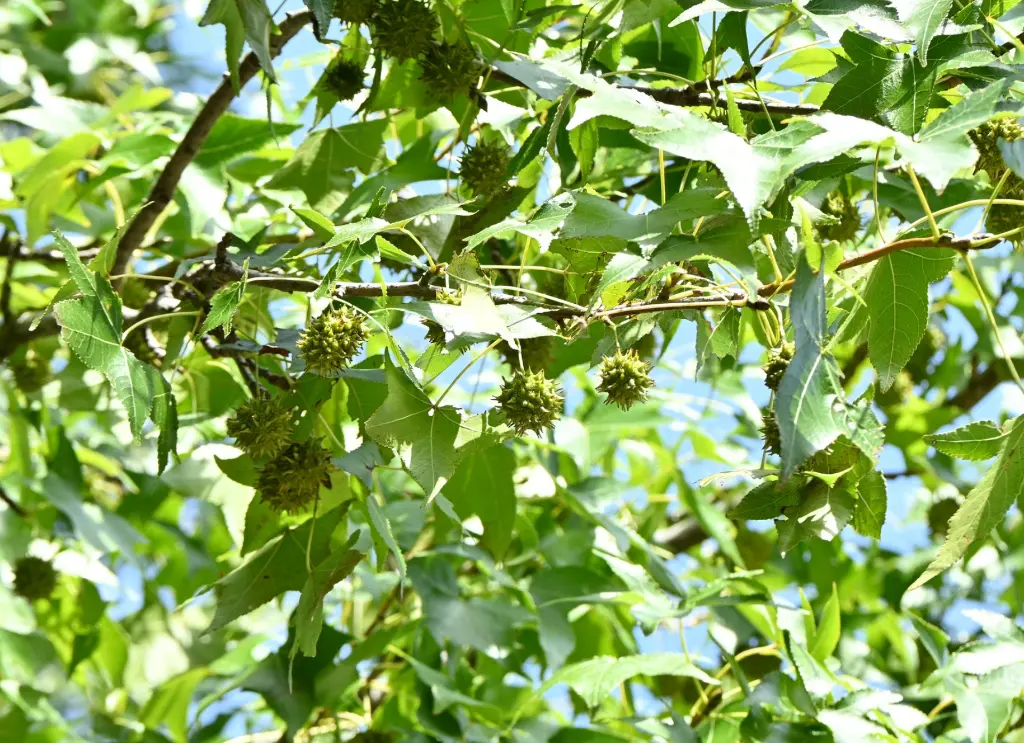 楓香樹 (5).webp