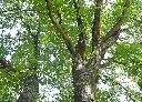 楓香樹 (4).webp