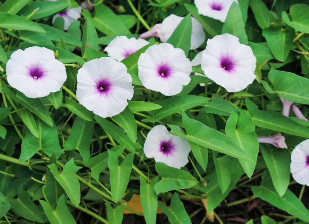 空心菜 (2).webp