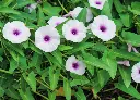 空心菜 (2).webp
