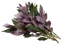 紅鳳菜 (3).webp