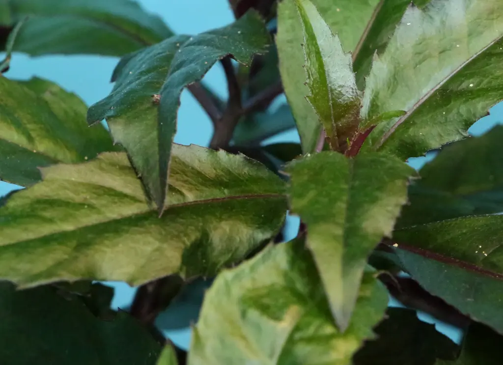 紅鳳菜 (2).webp