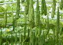絲瓜 (2).webp