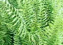 腎蕨 (3).webp