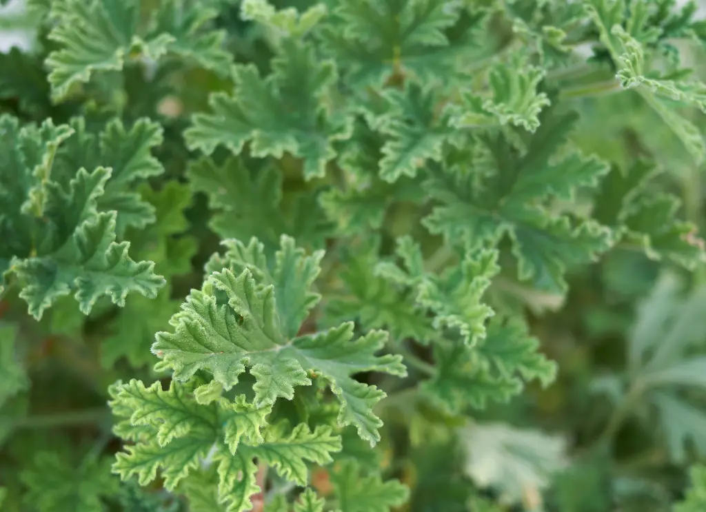 防蚊樹 (2).webp