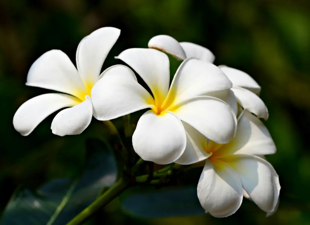 雞蛋花 (3).webp