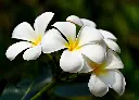 雞蛋花 (3).webp