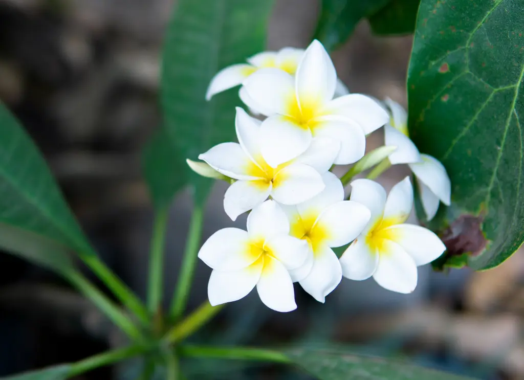 雞蛋花 (2).webp