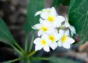雞蛋花 (2).webp