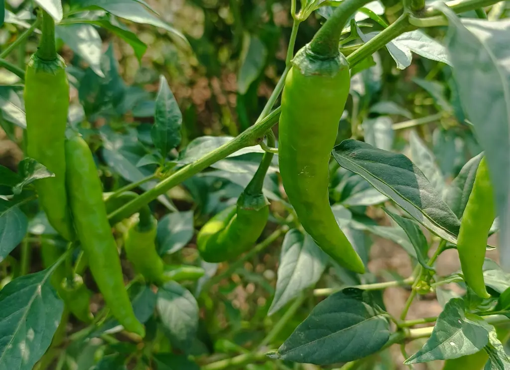 青辣椒.webp