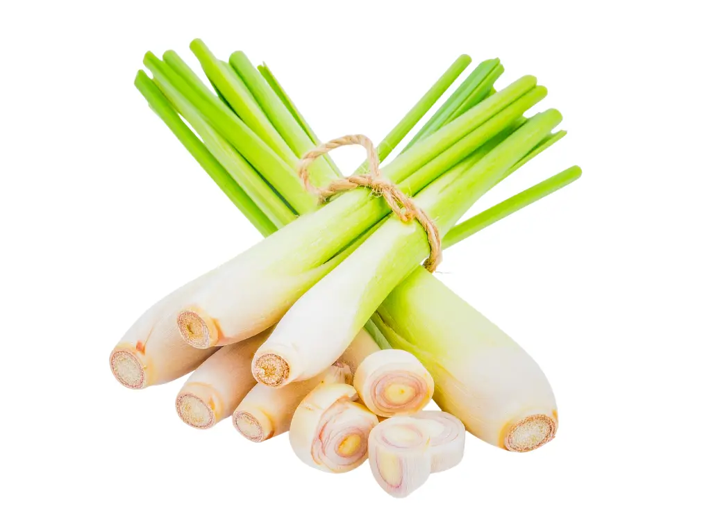 香茅 (4).webp