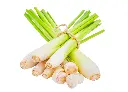 香茅 (4).webp
