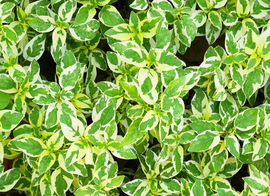 黛粉芋 (2).webp