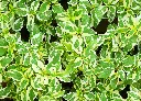 黛粉芋 (2).webp