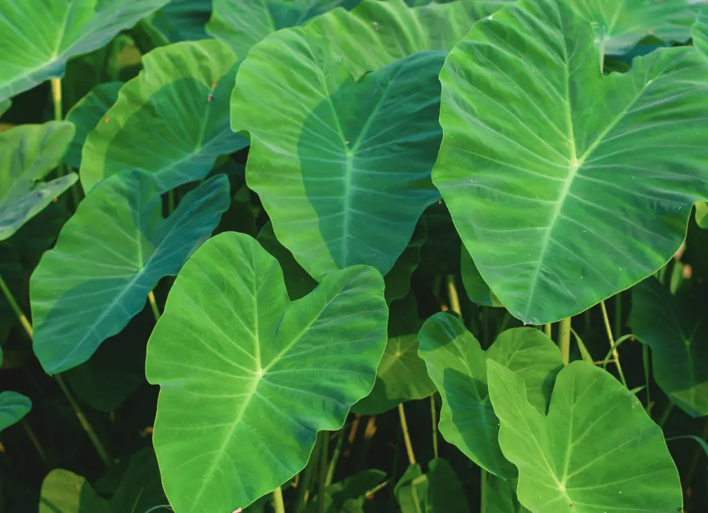 黛粉芋(5).webp