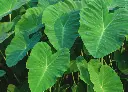 黛粉芋(5).webp