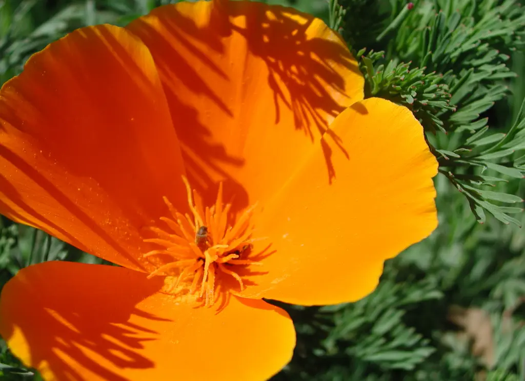 花菱草 (3).webp