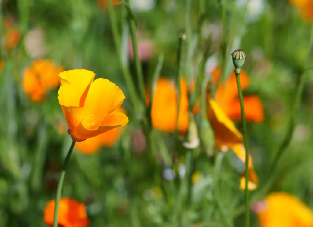 花菱草 (2).webp