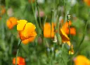 花菱草 (2).webp