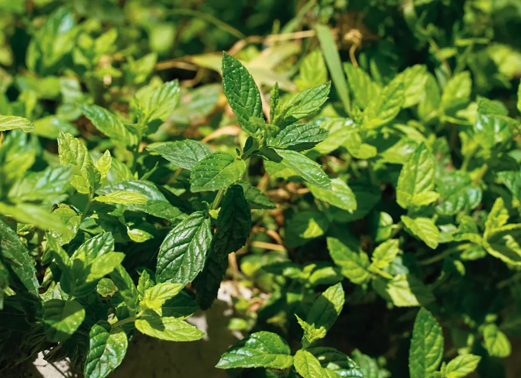 薄荷 (2).webp
