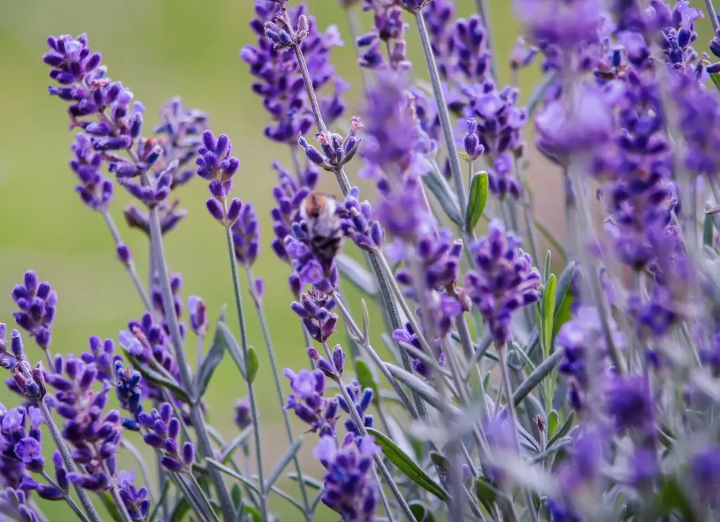 薰衣草.webp