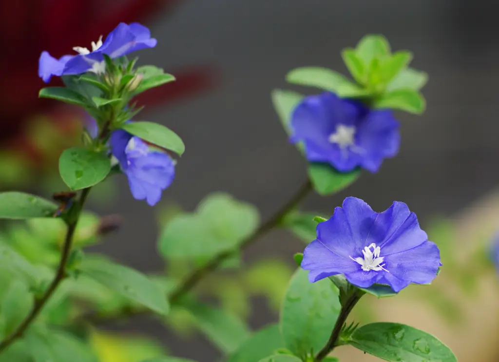 藍星花 (2).webp