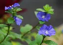 藍星花 (2).webp