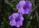 蘭花草 (2).webp