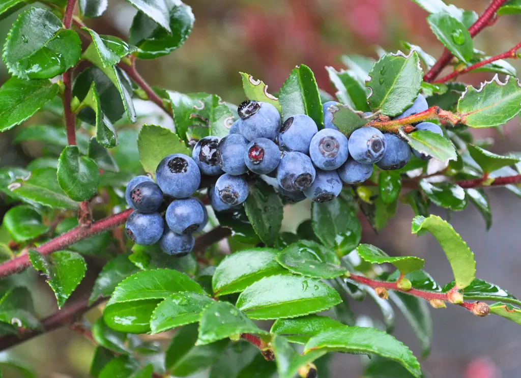 藍莓 (3).webp