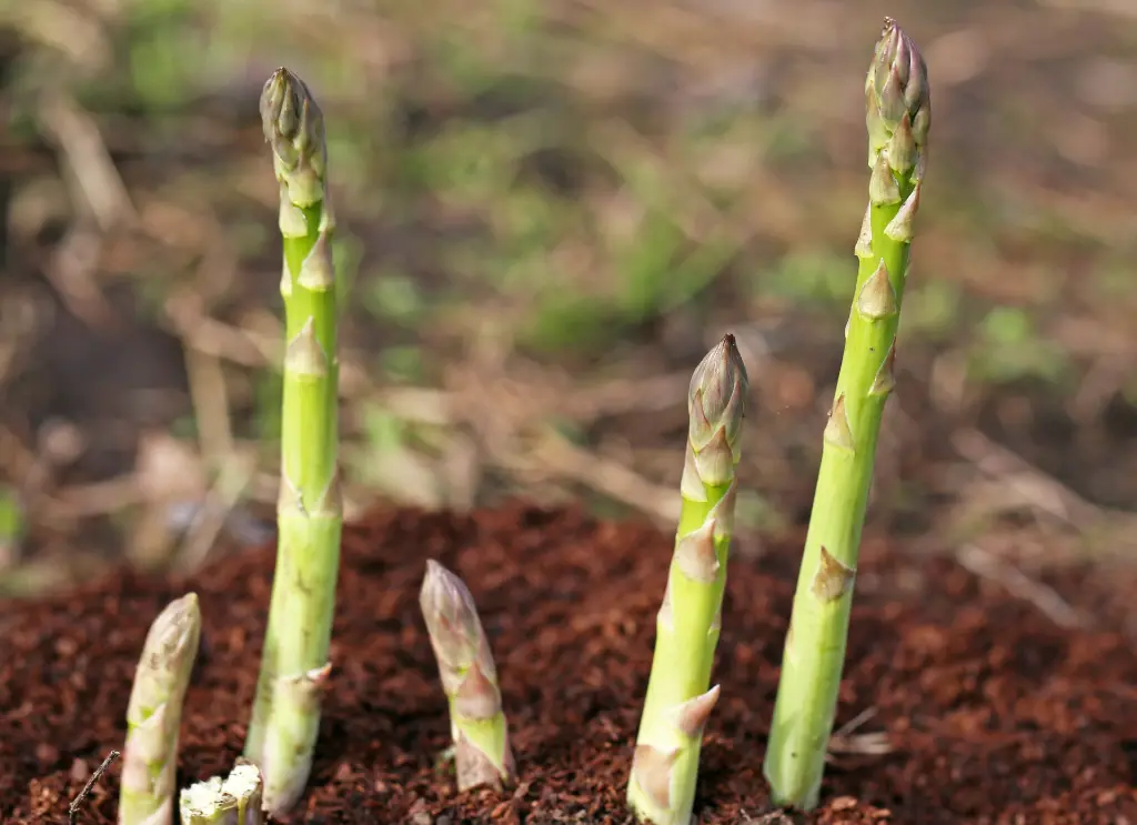 蘆筍.webp