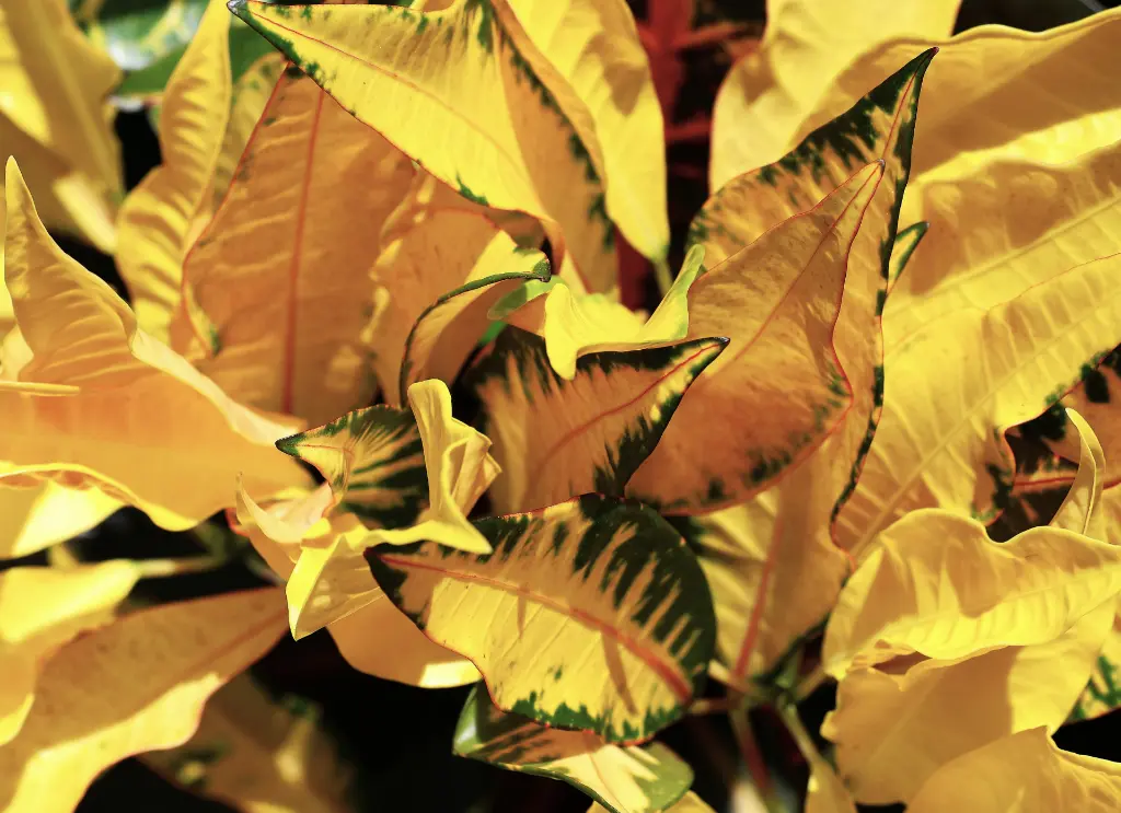 變葉木 (灑金_相恩_露露).webp