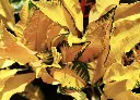 變葉木 (灑金_相恩_露露).webp