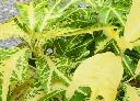 變葉木 (灑金_相恩_露露) (3).webp