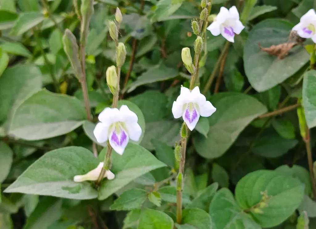 赤道櫻草 (2).webp