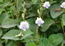 赤道櫻草 (2).webp