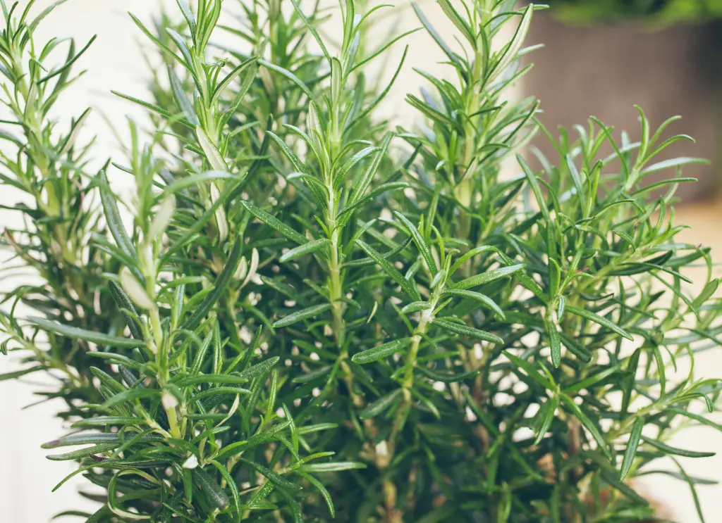 迷迭香 (2).webp