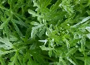 艾草 (2).webp