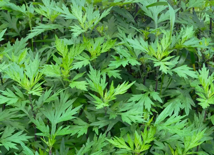 艾草.webp