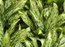 粗肋草.webp