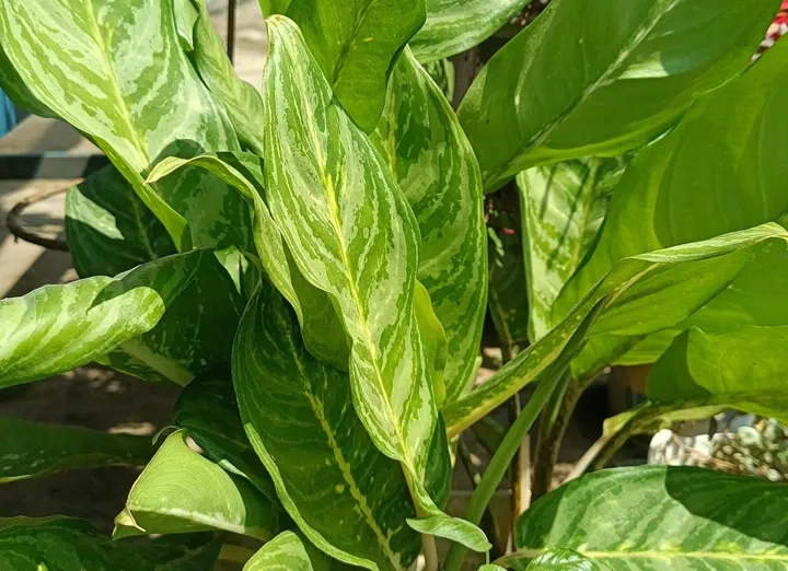 粗肋草 (3).webp