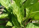 粗肋草 (3).webp