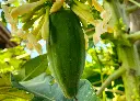 木瓜 (2).webp