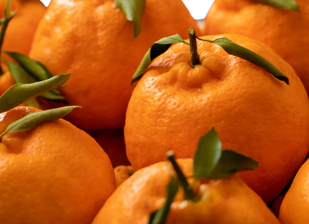 柑橘 (2).webp