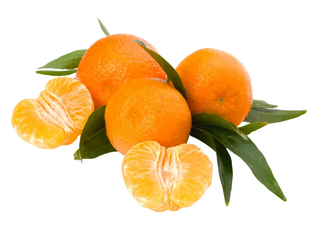 柑橘 (3).webp