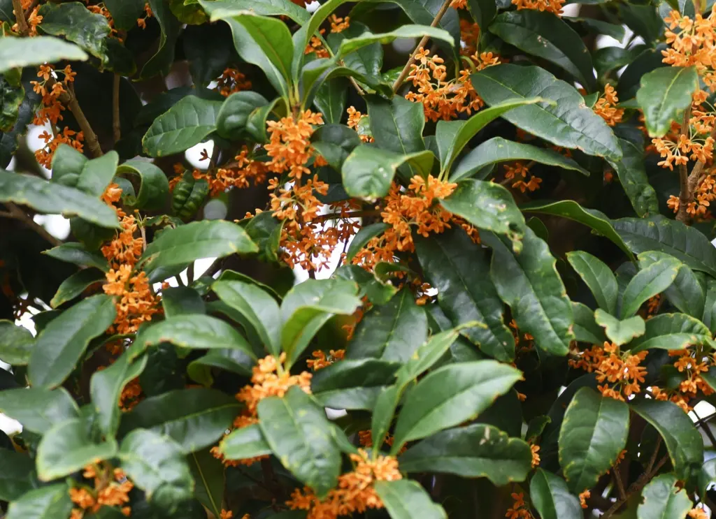 桂花 (2).webp