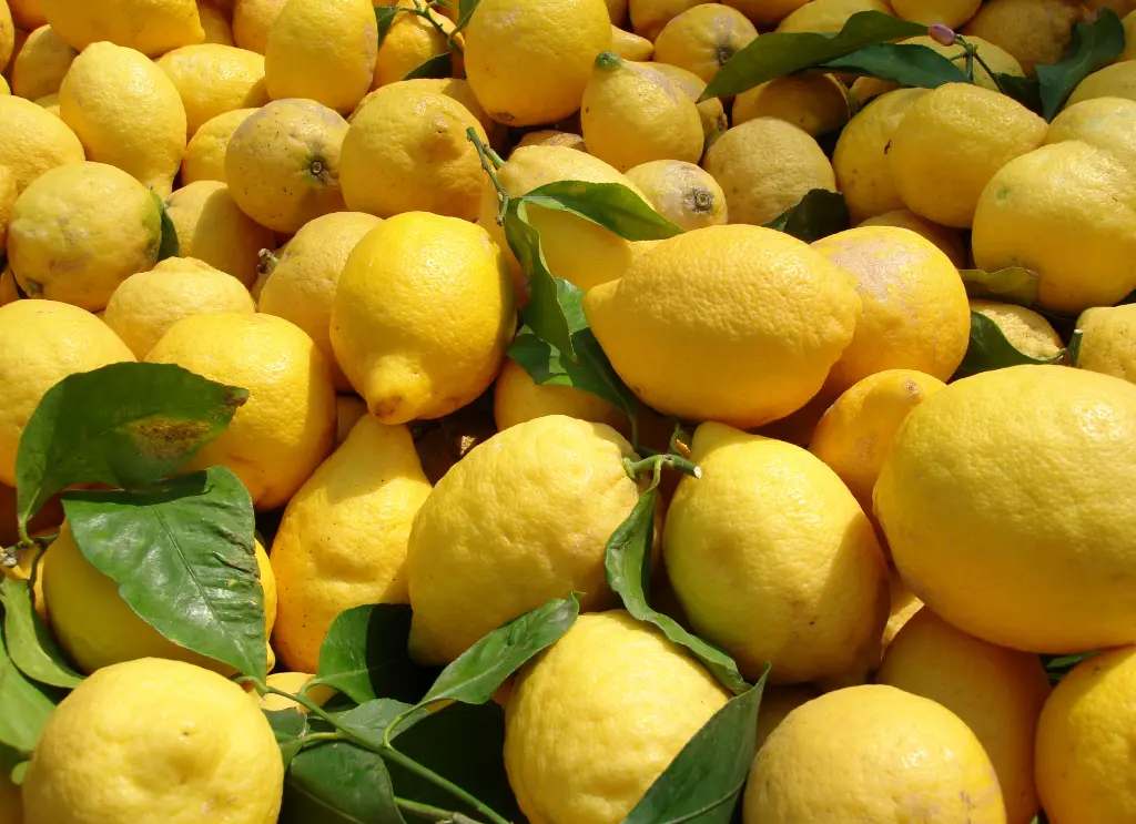 檸檬 (2).webp