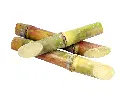甘蔗 (3).webp